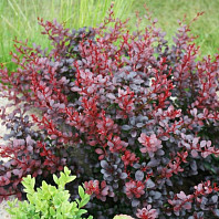 Барбарис тунберга Atropurpurea